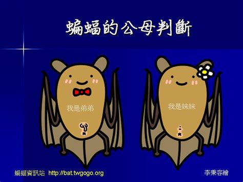 家裡 蝙蝠|蝙蝠資訊站 Bats information about Taiwan